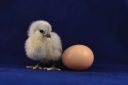 Chicken and Eggs