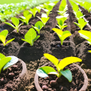 Fruit Seedlings 