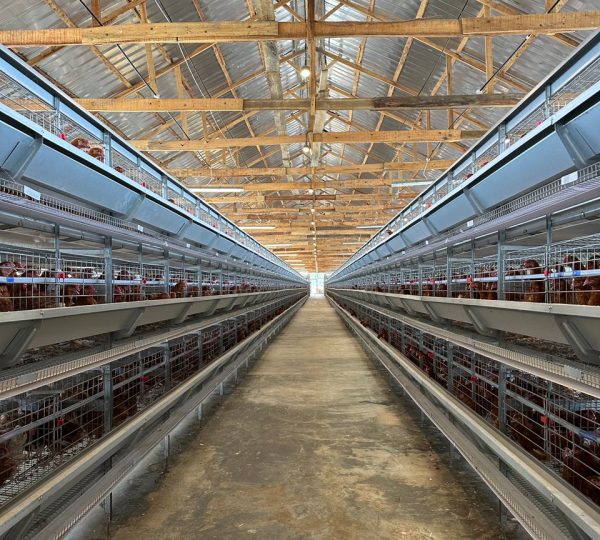 H Type Full Automatic Chicken Cage